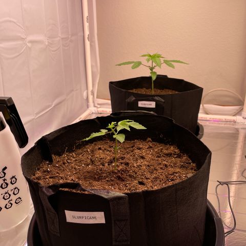 Slurpicane growlog photo: Growing strong to 8”