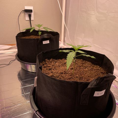 OG Kush Seedsman  growlog photo: Growing strong to 7”