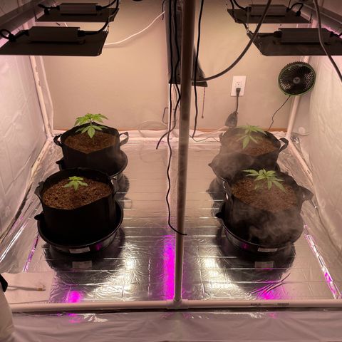 Slurpicane growlog photo: I have not fed them water since 12/22. 