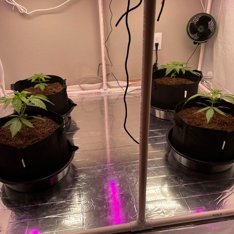 Slurpicane growlog photo: No changes