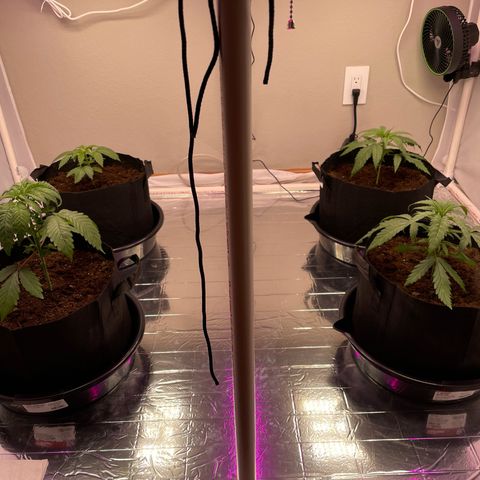 Slurpicane growlog photo: Plants are doing great. Hold off on watering another day. 