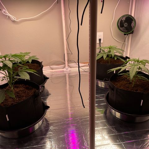 Slurpicane growlog timeline photo