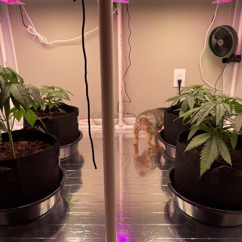 Slurpicane growlog timeline photo