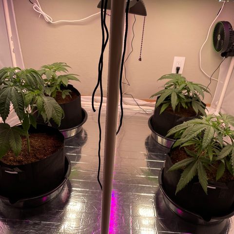 Slurpicane growlog timeline photo