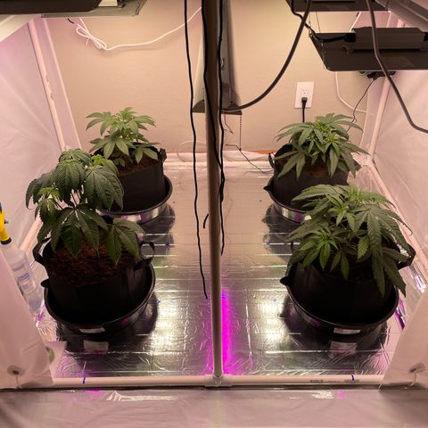 Slurpicane growlog timeline photo
