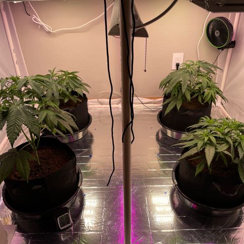 Slurpicane growlog timeline photo