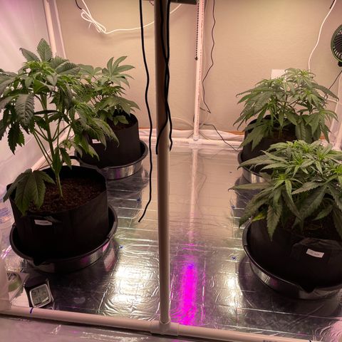 Slurpicane growlog photo: Fed 8 cups water to all