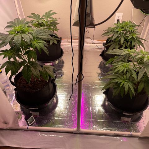 Slurpicane growlog photo: One day after 8 cups of water each. 