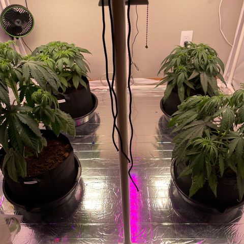 Slurpicane growlog timeline photo