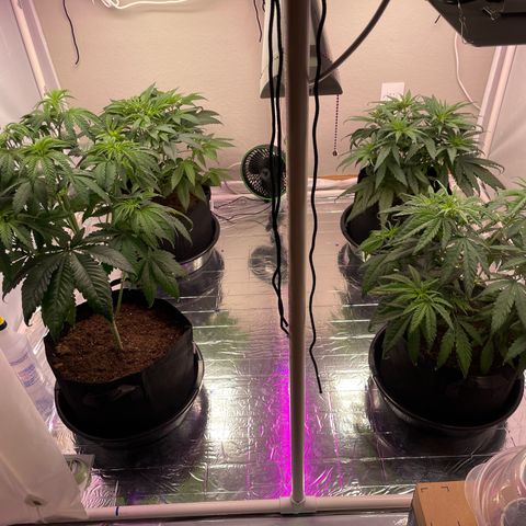 Slurpicane growlog timeline photo