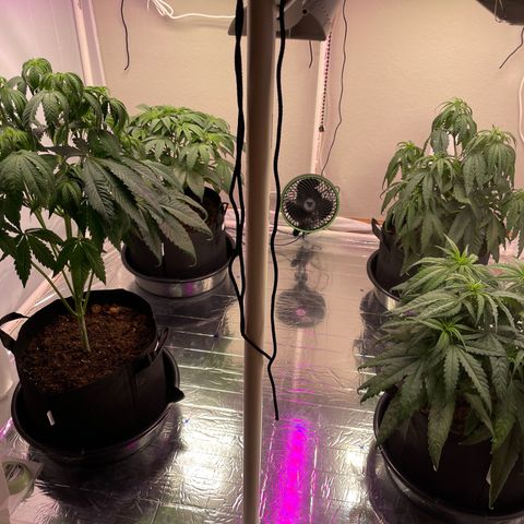 Slurpicane growlog timeline photo