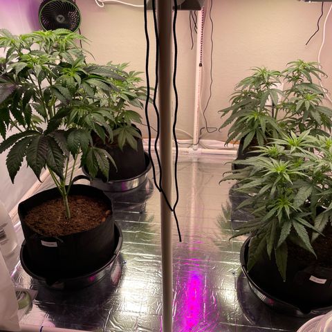 Slurpicane growlog photo: 1day after Nutrient enriched water. 