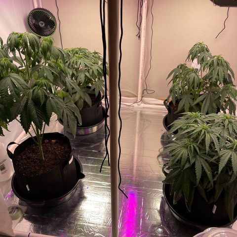 Slurpicane growlog timeline photo