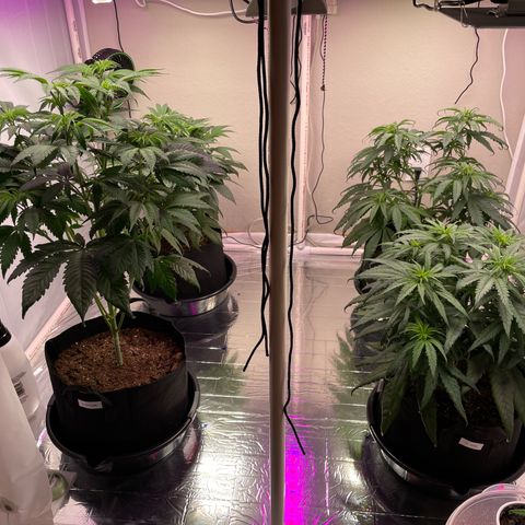 Slurpicane growlog timeline photo