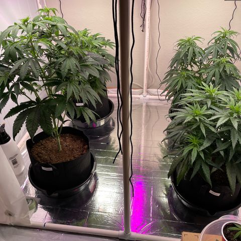 Slurpicane growlog timeline photo