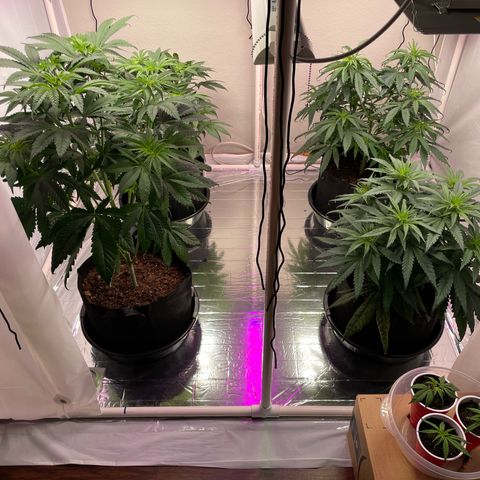 Slurpicane growlog timeline photo