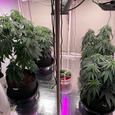 OG Kush Seedsman  growlog timeline photo