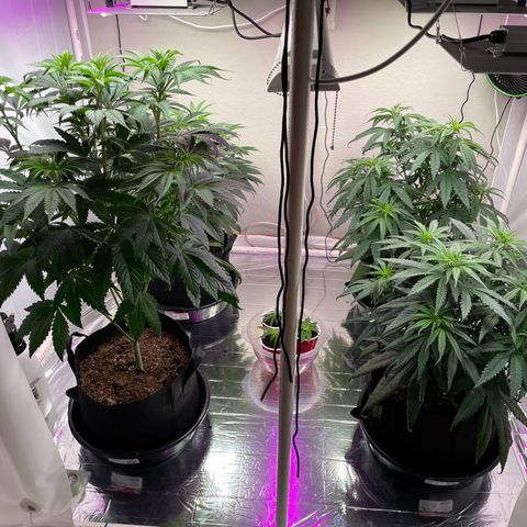 Slurpicane growlog timeline photo