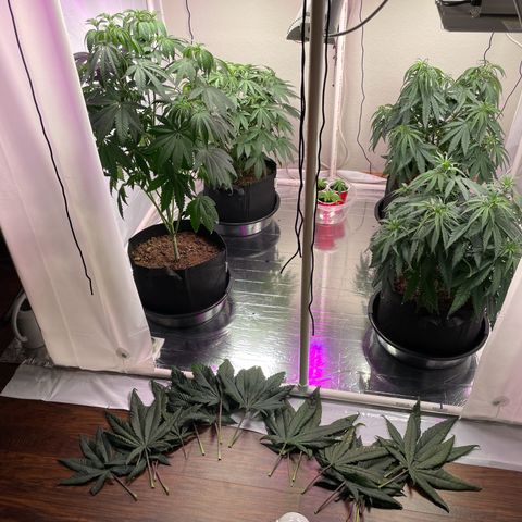 Slurpicane growlog photo: Removed water leaves from lower main stem only. 