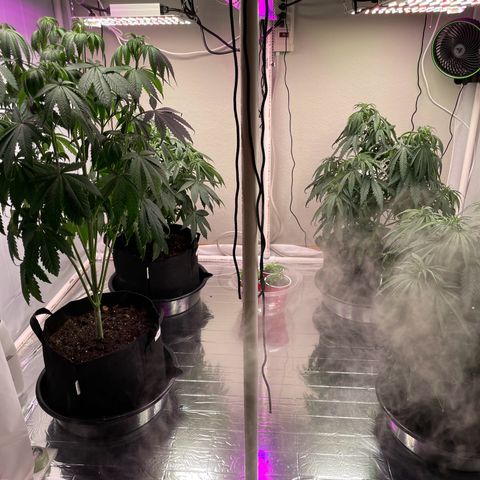 Slurpicane growlog timeline photo