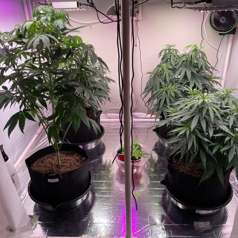 Slurpicane growlog timeline photo
