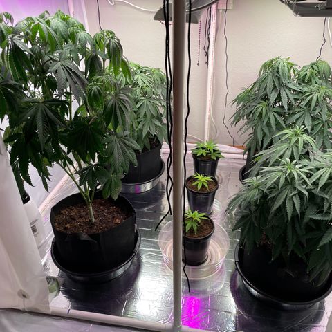 Slurpicane growlog timeline photo