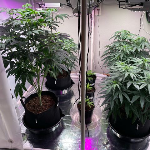 Slurpicane growlog timeline photo