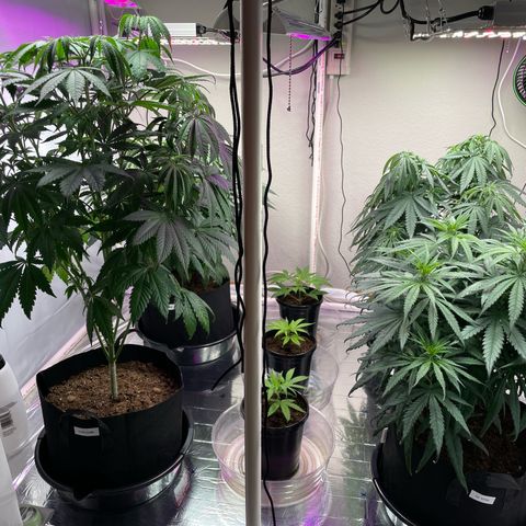 Slurpicane growlog timeline photo