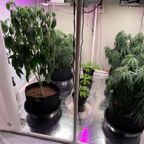 Slurpicane growlog photo: Before 8cups water 9:40am