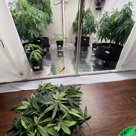 Slurpicane growlog timeline photo