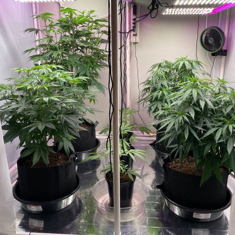 Slurpicane growlog timeline photo