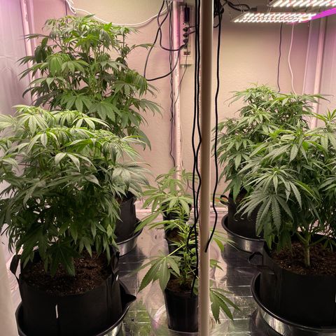 Slurpicane growlog timeline photo