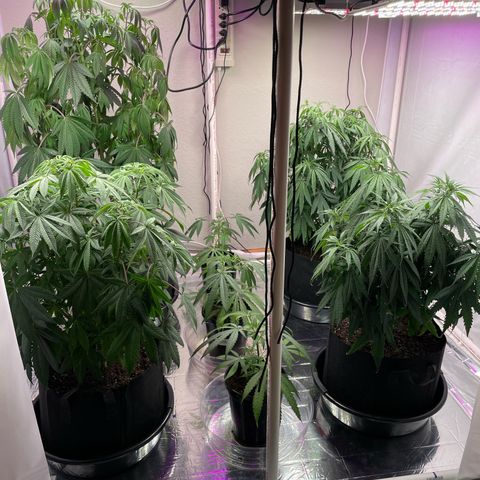 Slurpicane growlog timeline photo