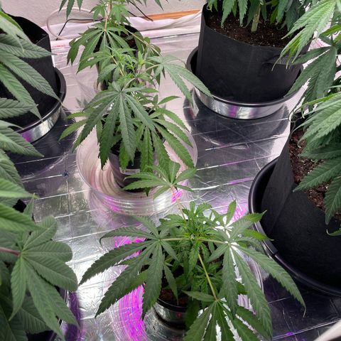 Slurpicane growlog timeline photo