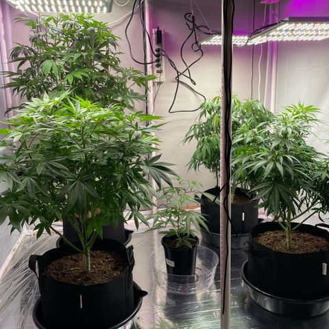 Slurpicane growlog photo: Last day in vegetative state. 