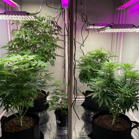 Slurpicane growlog timeline photo