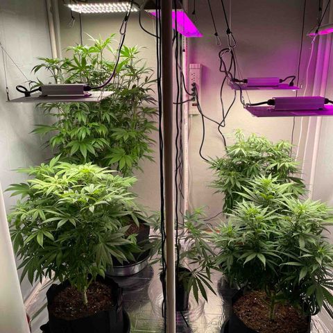 Slurpicane growlog photo: Day 8 of flower stage