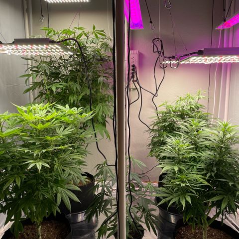 Slurpicane growlog timeline photo