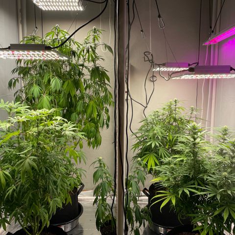 Slurpicane growlog timeline photo
