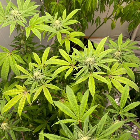 Slurpicane growlog timeline photo