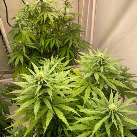 OG Kush Seedsman  growlog timeline photo