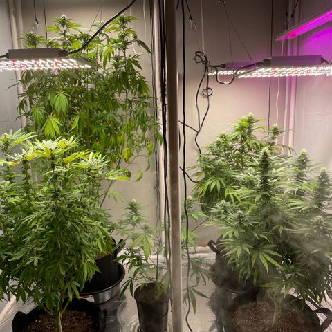 Slurpicane growlog timeline photo