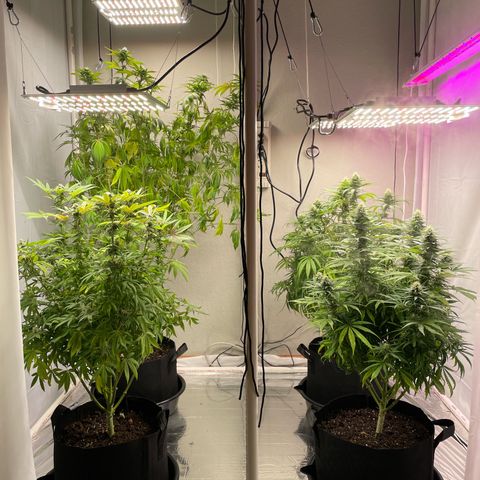 Slurpicane growlog timeline photo