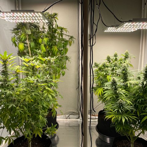 Slurpicane growlog photo: 2-3 weeks before harvest