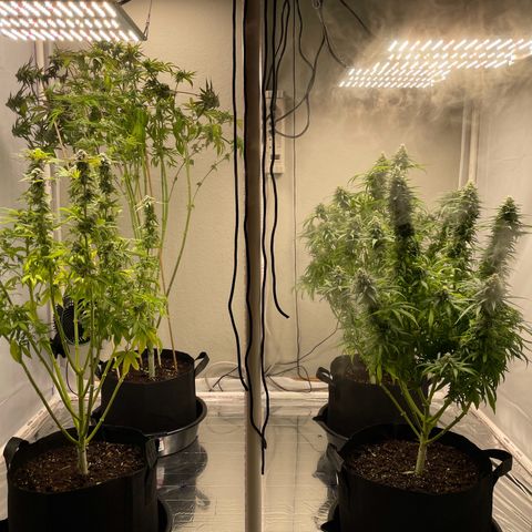 Slurpicane growlog photo: 2 weeks before harvest 2024