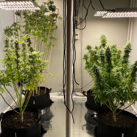 Slurpicane growlog timeline photo