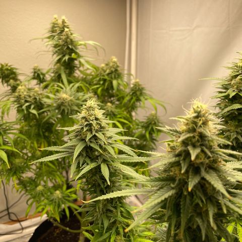 OG Kush Seedsman  growlog photo: OG appears to grow more dense than Slurpicane strain