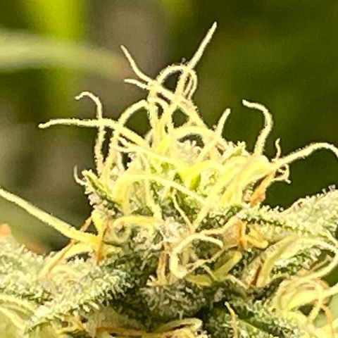 OG Kush Seedsman  growlog photo: Top buds on OG Kush