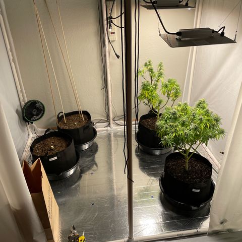 Slurpicane growlog timeline photo
