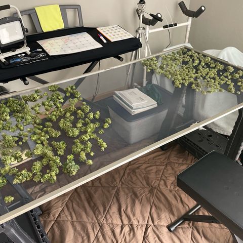 Slurpicane growlog timeline photo